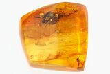 Fossil Dark-Winged Fungus Gnats and Plant Debris in Baltic Amber #310954-1